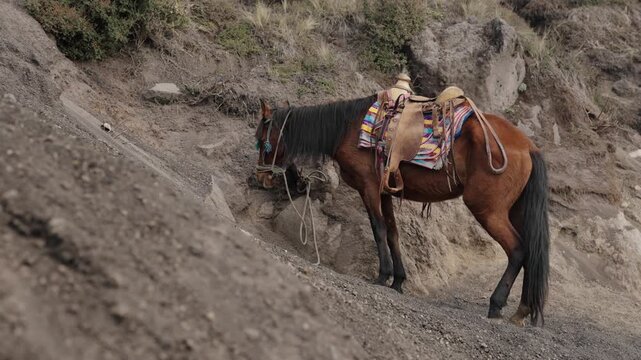 Pack horse standing on Acatenango volcano trail in Guatemala