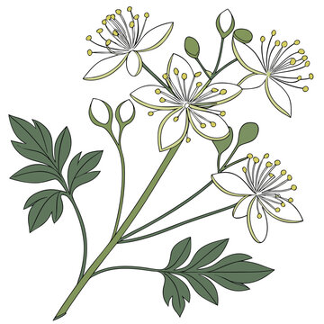 thalictrum pubescens flower vector illustration 