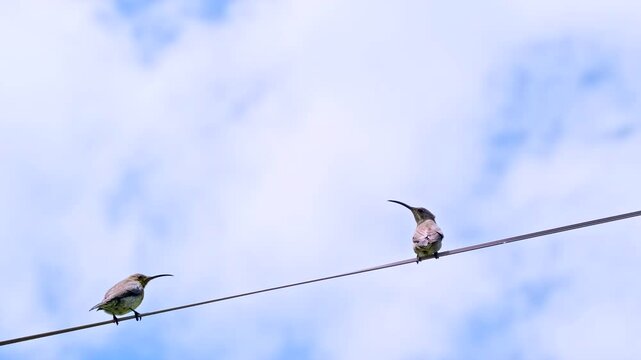Upward view, Malachite sunbird pair flying off after sitting on electrical wire
