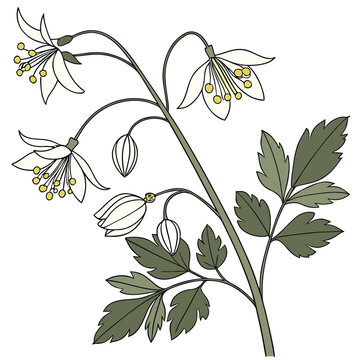 branch of thalictrum dasycarpum