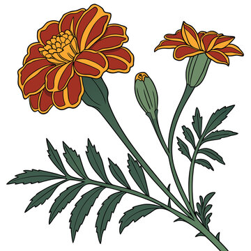 tagetes patula french marigold  with branch