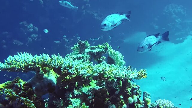 Snapper fish hover near a shelf of table coral in the clear blue water of a tropical reef