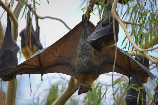 Grey-headed Flying-foxes hanging from Eucalyptus branch