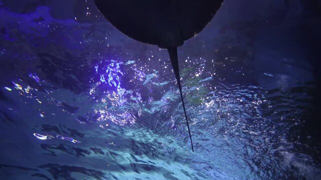 A stingray floats in seawater. Stingrays swim by flapping their pectoral fins like wings. This species of stingrays is in danger of extinction. Stingrays inhabit all seas and oceans.