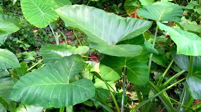 large green taro leaves growing in a tropical outdoor garden