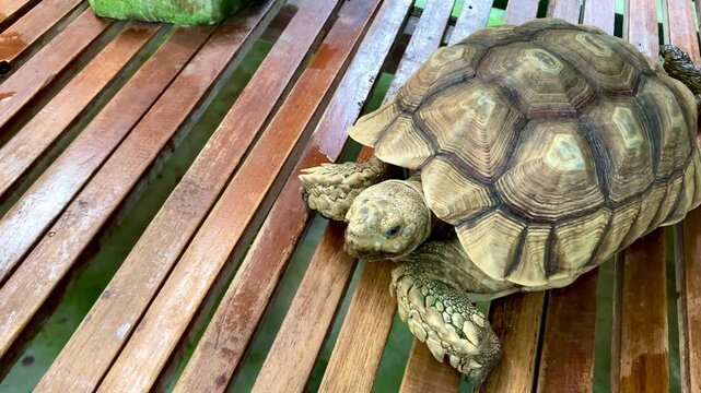 african spurred tortoise sulcata resting on a wooden slatted platform