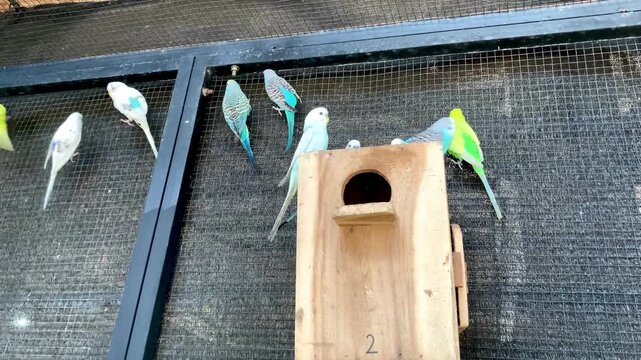 group of colorful budgies perched on a wire cage with a wooden nesting box