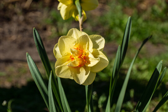 A bright yellow daffodil blooming proudly in garden - soft petals, a sunny orange center, and strong green leaves all around