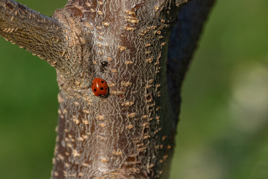 A ladybug and an ant inches apart on a tree branch - not fighting, not helpin - just sharing the same snack bar