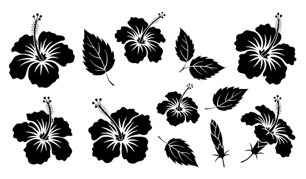 Hibiscus Silhouette Set Tropical Floral Botanical Vector Collection