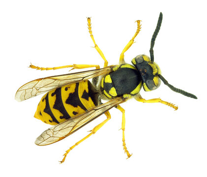 Macro of a yellow jacket wasp isolated on black background