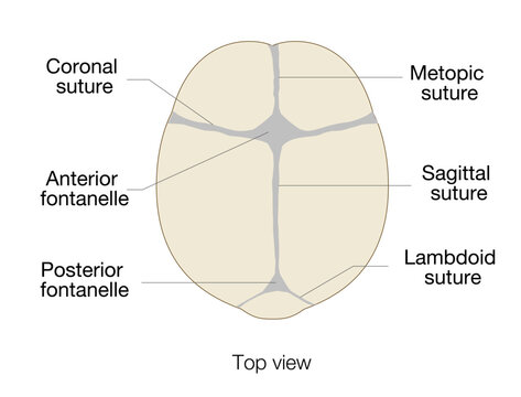 Infant skull anatomy diagram showing cranial sutures and fontanelle, top view