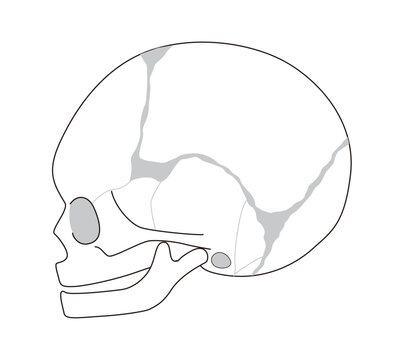 Infant skull anatomy diagram showing cranial sutures and fontanelle, side view