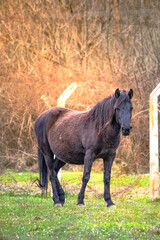 Fototapeta premium Brown horse in its natural habitat. Alone wild horse. Animal. Nature. Outdoor. Equine. No people, nobody. Alone. Vertical photo.