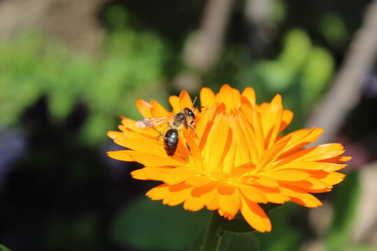 sweat bee or Ligated Furrow Bee (Halictus ligatus) collecting nectar and pollen from Calendula yellow flower 