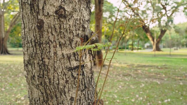 Playful Squirrels Scurrying Up and Down a Large Tree in Public Park