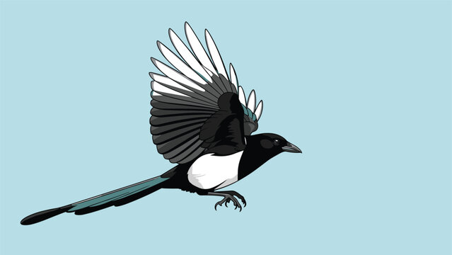 Eurasian magpie with its distinctive black and white feathers is captured in full flight against a clear blue background.