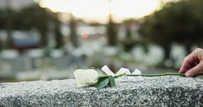 Hands, rose and tombstone at cemetery at sunset with gesture, mourning and outdoor for funeral. Person, white flower and sympathy for loss at graveyard for respect, memorial or farewell at tomb