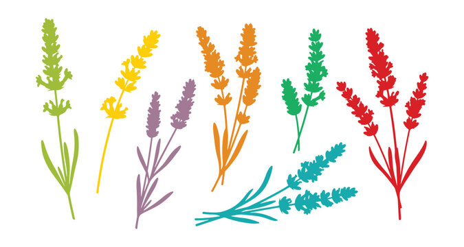 Colorful lavender flowers with branches, isolated on a white background, vector set.