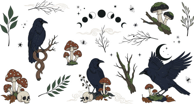 Mystical raven, mushrooms, skulls and forest elements collection with moon phases, witchcraft symbols and botanical branches, dark boho magic vector illustration set
