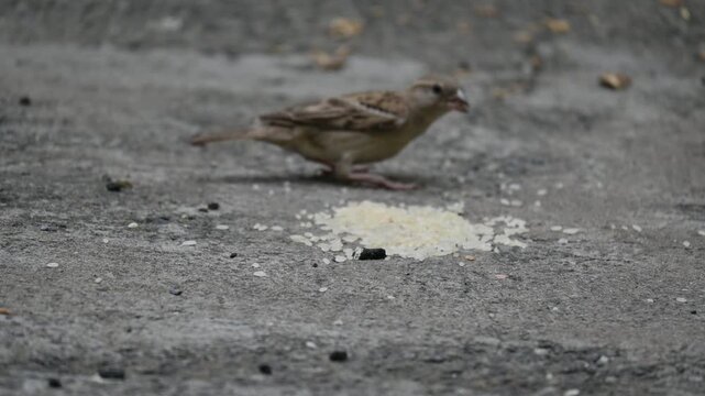 A male House Sparrow feeds on a pile of rice grains. Its other name Passer domesticus and Indian House sparrow. This is a&nbsp;bird&nbsp;of the&nbsp;sparrow&nbsp;family Passeridae, found in most parts of the world. 