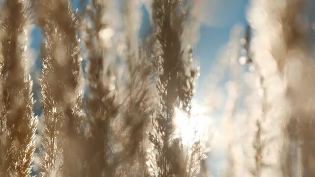 A detailed slow-motion flight overlooks sun-drenched, dry grasses swaying gently in the wind. This 4K shot is perfect for creative backdrops, mindfulness videos, and natural environment media.
