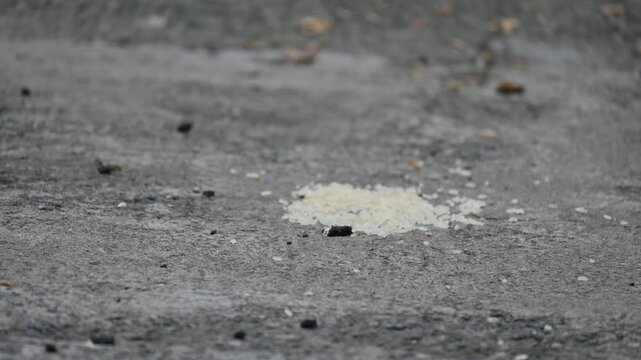 A male House Sparrow feeds on a pile of rice grains. Its other name Passer domesticus and Indian House sparrow. This is a&nbsp;bird&nbsp;of the&nbsp;sparrow&nbsp;family Passeridae, found in most parts of the world. 