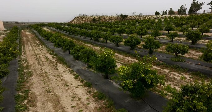 Agricultural citrus orchard with organized tree rows and irrigation system on farmland landscape. Productive plantation used for fruit cultivation and modern farming operations.