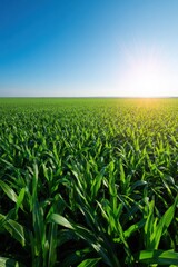 Fototapeta premium Green corn field growing under bright sun in agricultural landscape with clear blue sky for farming industry backdrop and nature travel promotion with copy space