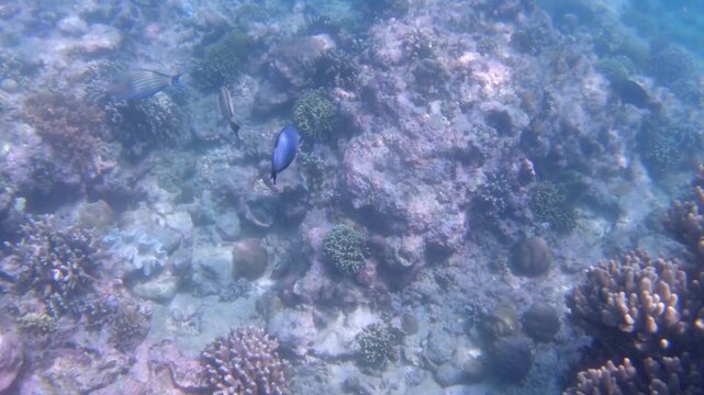 Diving underwater colorful coral reef with tropical multicolor fish Indian Ocean Bali island