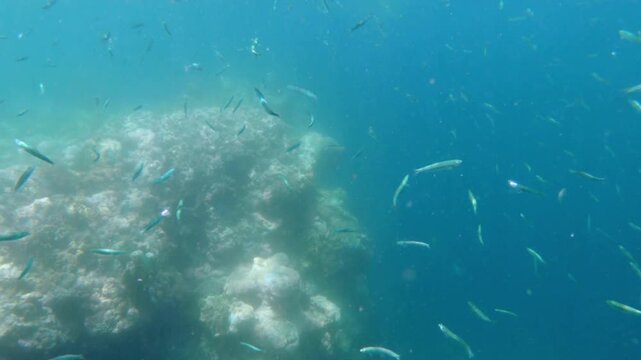 Snorkel spot Nusa Penida Bali island Indonesia underwater world coral reef fish school, Sardina