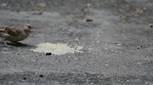 A male House Sparrow feeds on a pile of rice grains. Its other name Passer domesticus and Indian House sparrow. This is a&nbsp;bird&nbsp;of the&nbsp;sparrow&nbsp;family Passeridae, found in most parts of the world. 