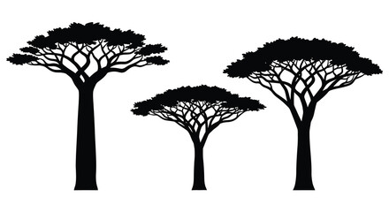 Three acacia trees in a row striking black shapes silhouette © Sogir