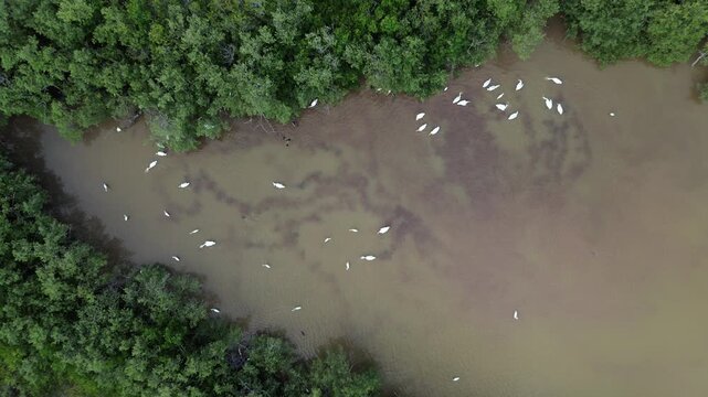 Aerial pedestal shot of wild birds hunting in a tropical lagoon, Holbox Mexico
