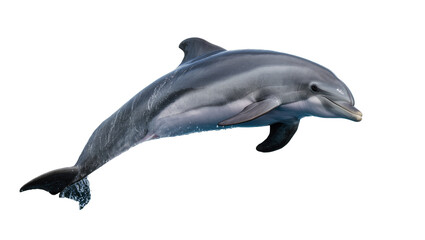 Graceful bottlenose dolphin leaping from ocean water, isolated PNG on transparent background, dynamic marine animal capturing movement © Dan