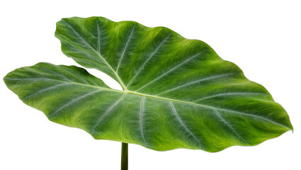 Vibrant green tropical plant leaf with distinctive wavy texture and prominent veins, isolated on transparent background, perfect for botanical designs PNG © Dan