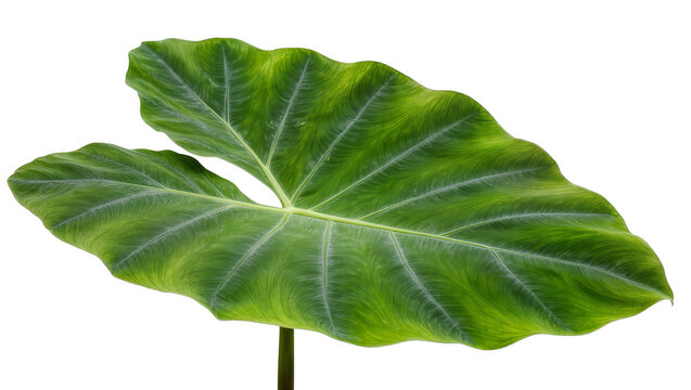 Vibrant green tropical plant leaf with distinctive wavy texture and prominent veins, isolated on transparent background, perfect for botanical designs PNG