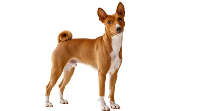 Elegant Basenji dog with striking brown and white fur, standing gracefully and looking directly at the viewer, isolated PNG, ideal for pet-themed projects