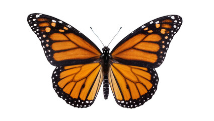 Fototapeta premium Vibrant monarch butterfly with striking orange and black wings, detailed veins, and white spots, isolated on a clean background, top view PNG