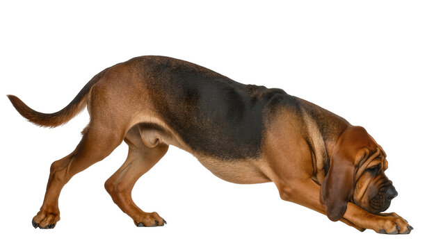 Alert Bloodhound dog with classic wrinkled face and long droopy ears, poised in a playful pouncing stance, isolated PNG on transparent background