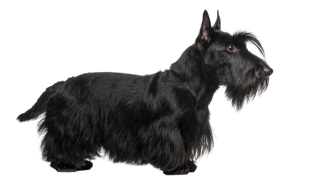 Elegant black Scottish Terrier dog standing in classic side profile, full body view isolated PNG, perfect for pet-themed designs