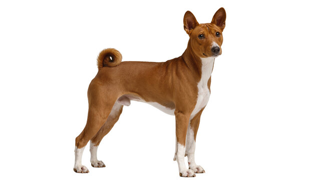 Full body studio shot of a beautiful brown and white Basenji dog standing, looking at the camera, isolated on a transparent background, purebred canine PNG
