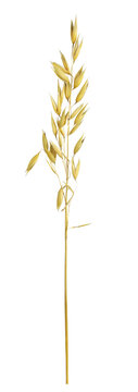 Dry oat (avena sativa) spikelet isolated on white or transparent background