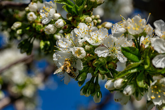 Honeybee covered in pollen grains contacts stigma and anthers while collecting nectar. Floral morphology and bee behavior confirm cross-pollination potential critical for fruit set, selective focus