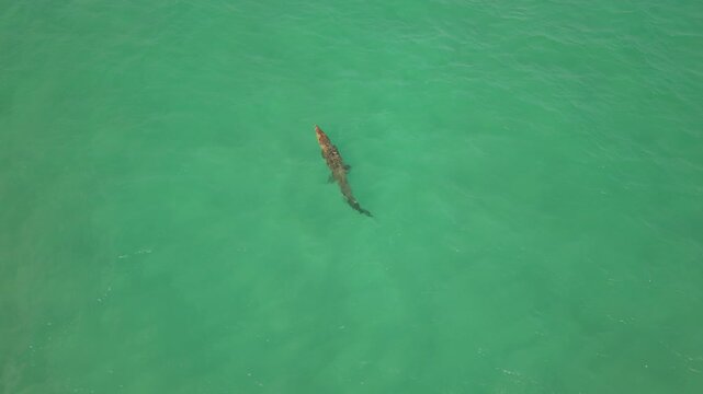 Saltwater crocodile swimming in the Indian Ocean near Sri Lanka coast, aerial drone view of wild predator in tropical blue water