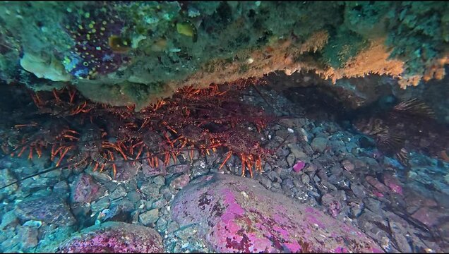 Nest of Crayfish, Red Rock Lobster, at Taputeranga Marine Reserve, Wellington, New Zealand