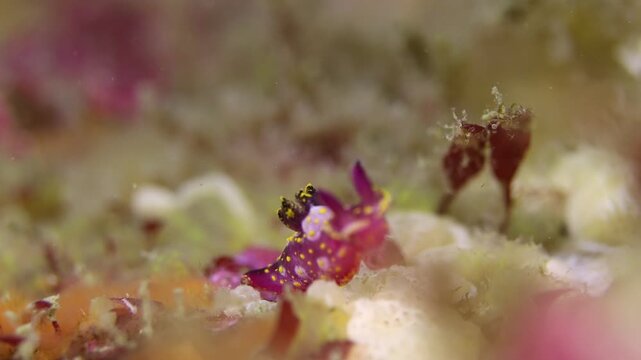 Macro Footage of A Purple Nudibranch Sea Slug with Yellow Spots (Polycera maddoxi), at Taputeranga Marine Reserve, Wellington, New Zealand