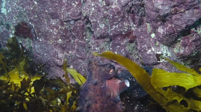 A Maori Octopus (Macroctopus maorum) Gently Moving Amongst Seaweed, Hunting for Food at Taputeranga Marine Reserve, Wellington, New Zealand