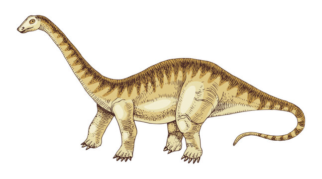Diplodocus dinosaur hand drawn vector