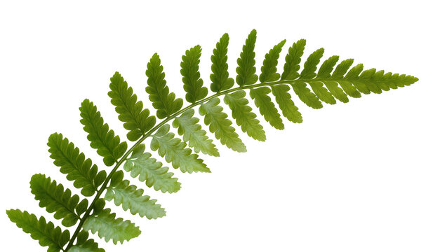 Vibrant green fern leaf, a delicate botanical element isolated on transparent background, perfect for nature-themed designs and digital projects PNG